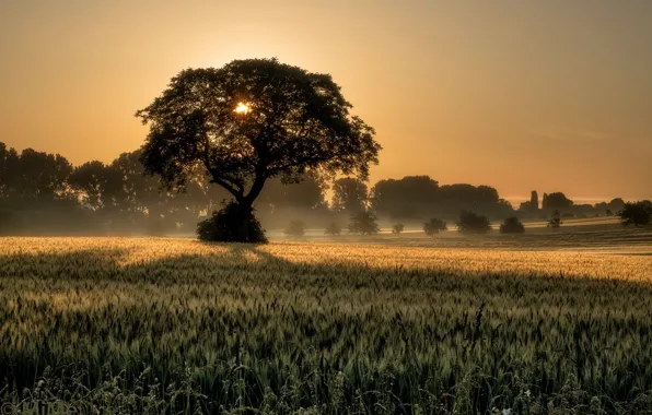 Picture trees, fog, morning