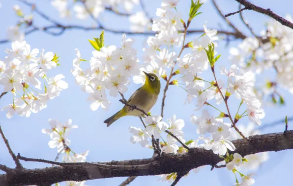 Picture trees, branches, cherry, spring, Sakura, bird, Japanese white-eye