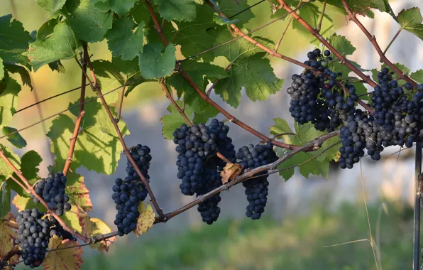 Picture blue, grapes, bunches, vine