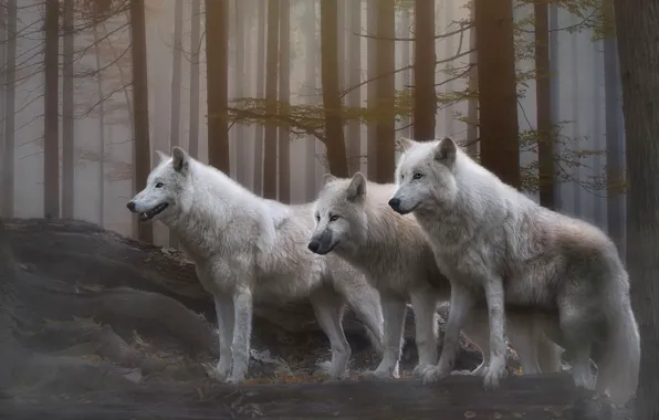 Picture forest, look, trees, branches, fog, wolf, treatment, pack