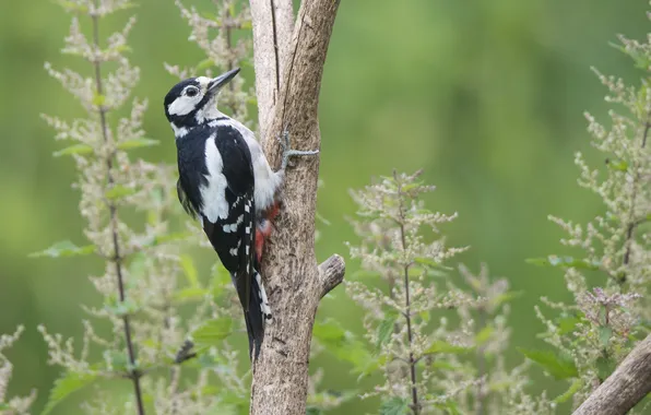 Picture greens, wings, branch, woodpecker