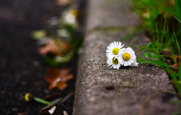 Picture background, chamomile, blur, white