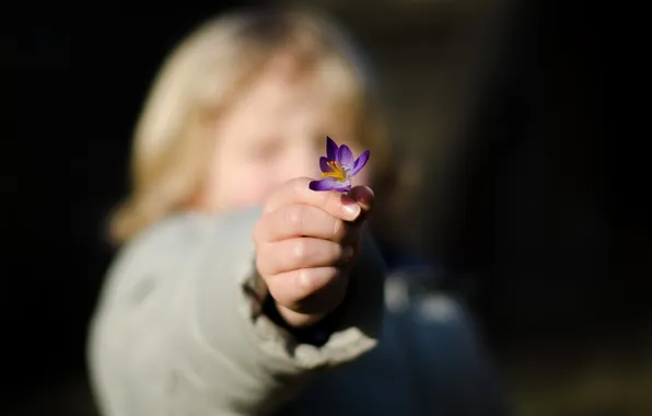 Flowers, background, hands