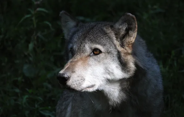 Grey, wolf, predator, lighting