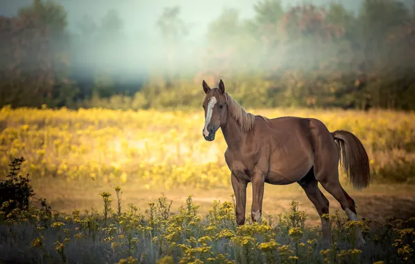 Field, forest, summer, look, face, flowers, nature, fog