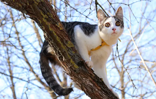 Cat, the sky, look, face, light, branches, pose, kitty