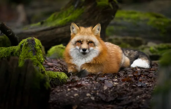Picture forest, face, nature, moss, Fox, lies, red, Fox