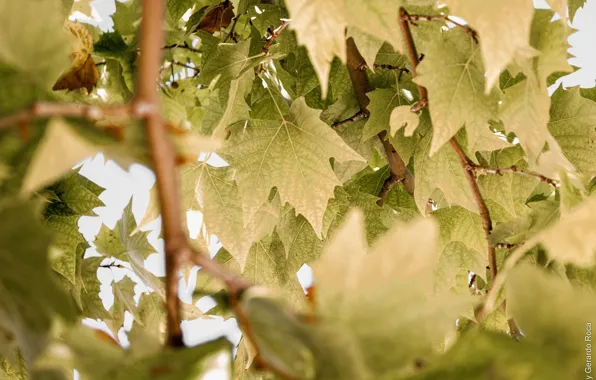 Picture summer, leaves, macro, branches, green, foliage