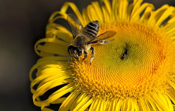 Macro, bee, insect