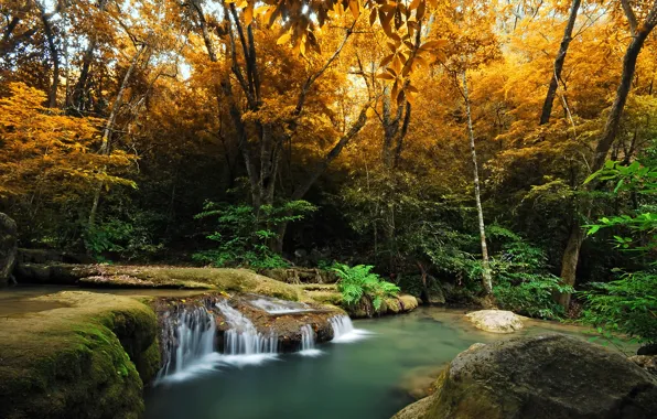 Autumn, forest, trees, stream, waterfall, moss, the bushes