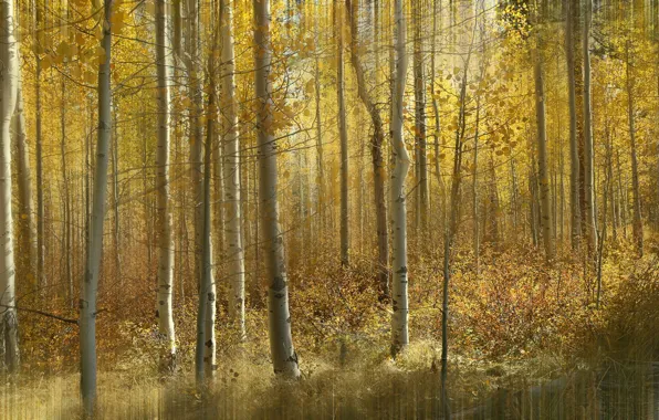 Autumn, forest, leaves, light, trees, branches, nature, trunks