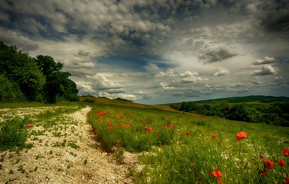 Field, summer, the sky, flowers, nature, view, Maki, dal