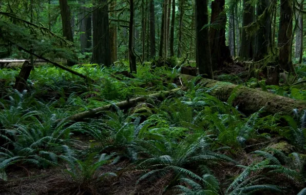 Picture forest, trees, nature, fern