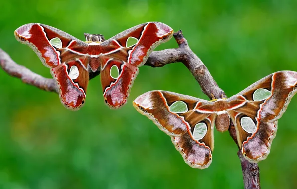Macro, butterfly, insects, green, background, pattern, two, branch