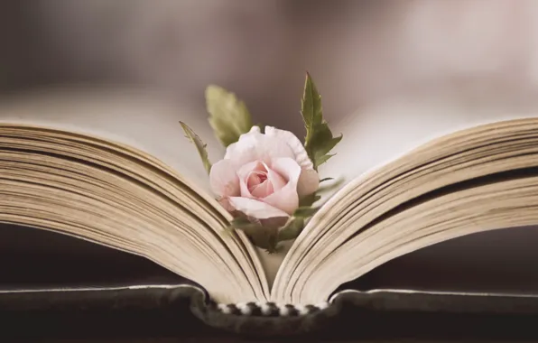 Flowers, roses, book