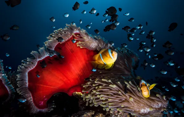 Fish, fish, yellow, corals, underwater world, under water, a lot, cant