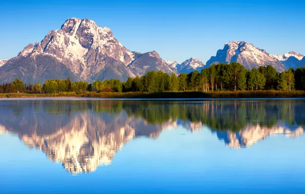 Forest, summer, reflection, nature, morning, USA, Wyoming, Grand Teton national Park