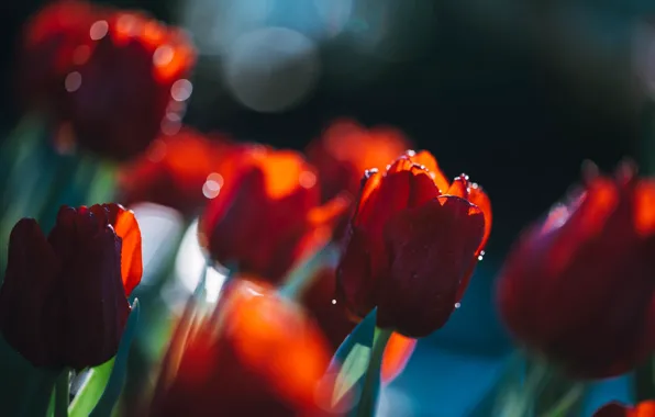 Picture light, red, blur, spring, garden, tulips, buds, flowerbed
