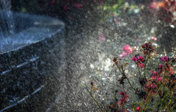 Flowers, nature, rain