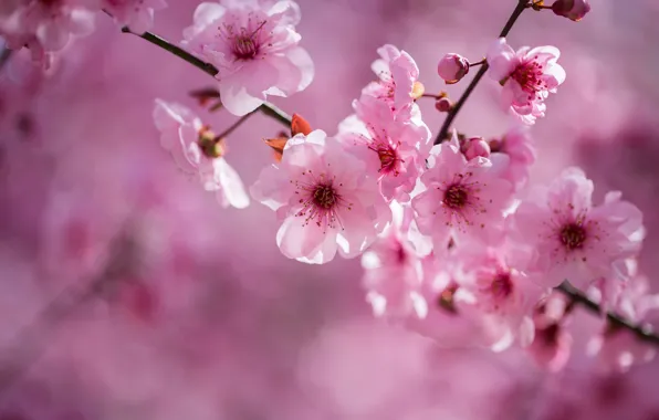 Picture flowers, branches, nature, cherry, background, spring, Sakura, gentle