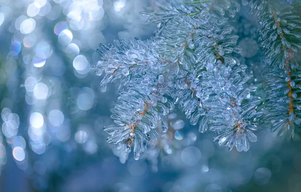 Picture macro, ice, branch