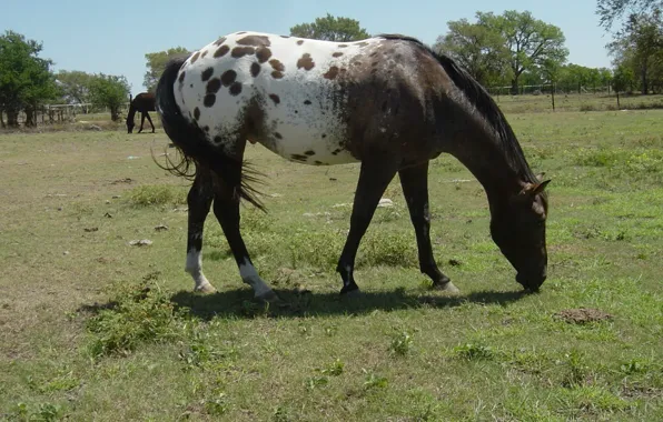 Picture animal, horse, wildlife, appaloosas