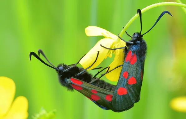 Picture flower, macro, butterfly, Petranka Tamagawa