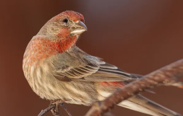 Branches, bird, feathers, beak