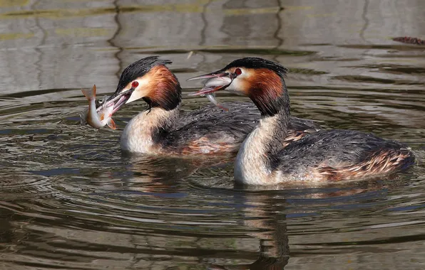 Picture RUFFLE, POND, FISHING, FISH, BIRDS, CATCH