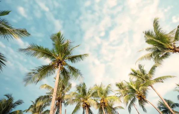 Picture beach, summer, palm trees, summer, beach, beautiful, paradise, palms