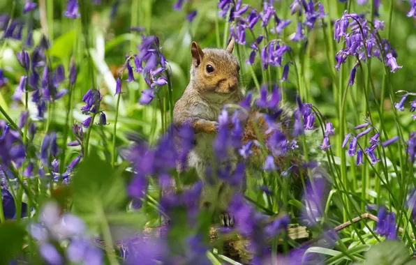 Look, flowers, glade, spring, protein, muzzle, bells, a lot