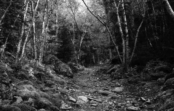 Picture forest, trees, nature, stones, black & white, black and white, monochrome, path