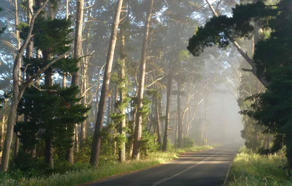 Road, forest, landscape, nature