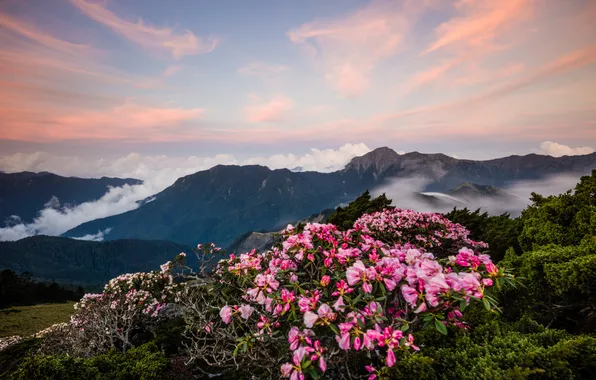 Flowers, mountains, fog, the slopes, height, spring, dal, morning