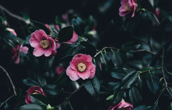 Leaves, flowers, Camellia