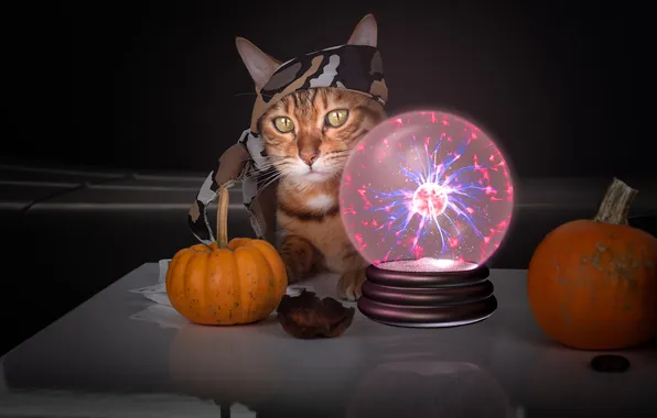 Autumn, cat, cat, look, pose, the dark background, table, magic