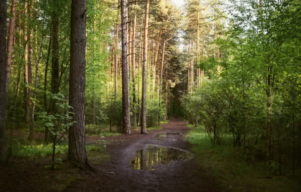Greens, forest, light, trees, Park, spring, track, puddles