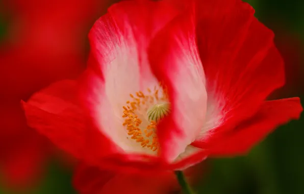 Picture macro, Mac, petals