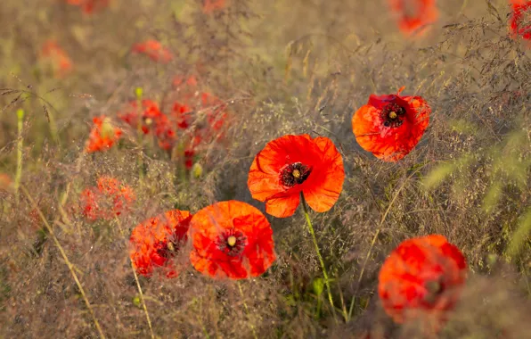 Field, flowers, Mac, Maki, red, al, blade, poppy field