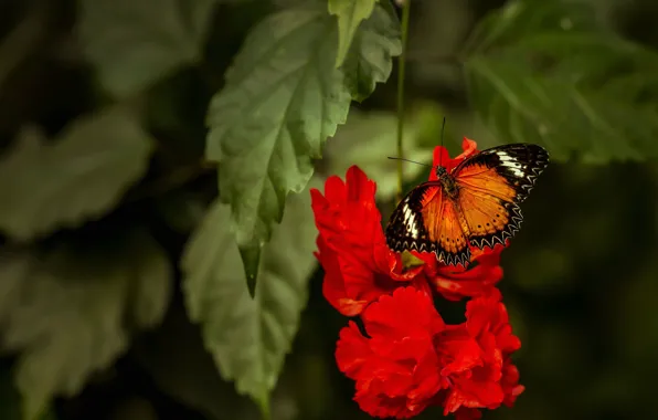 Leaves, macro, flowers, nature, butterfly, plant, orange, red
