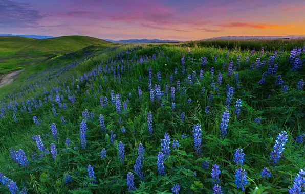 Field, landscape, flowers, meadow, lupins, Wallpaper from lolita777