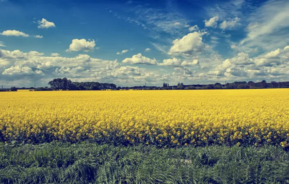 Flowers, Nature, Summer, Czech Republic