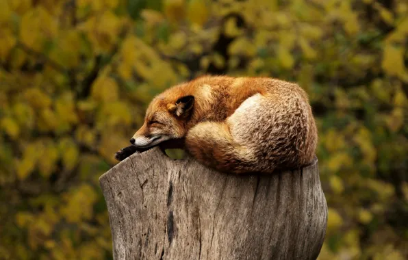 Picture nature, pose, animal, stump, sleep, Fox, Fox