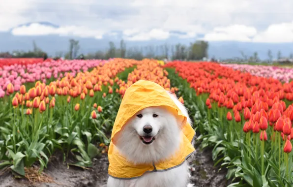 Look, pose, dog, white, face, Samoyed