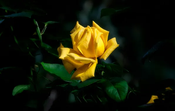 Flower, leaves, macro, light, the dark background, rose, black background, yellow