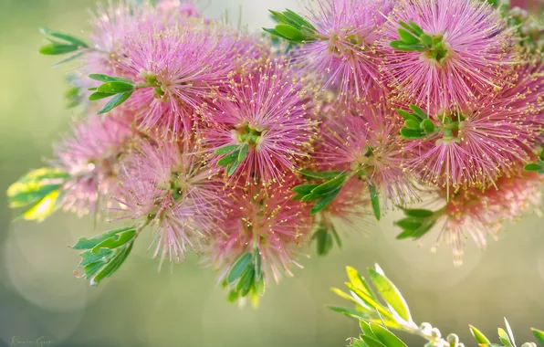 Flowers, tenderness, stamens, pink