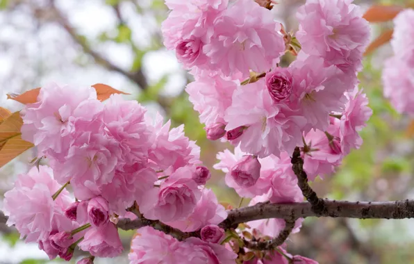 Picture branches, Sakura, flowering