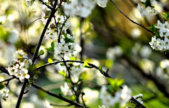 Macro, flowers, nature, cherry, branch, spring, may