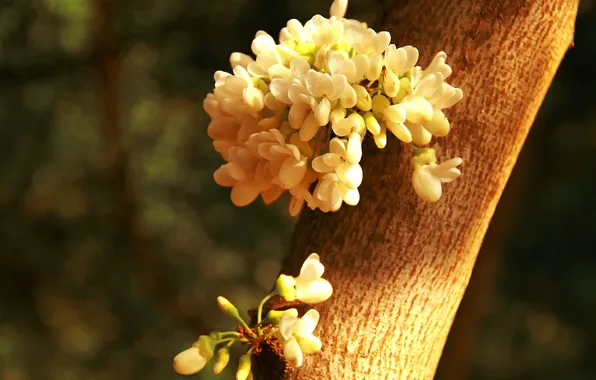 Flowers, tree, trunk, white, Sunny