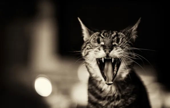 Picture cat, teeth, mouth, kitteh yawns